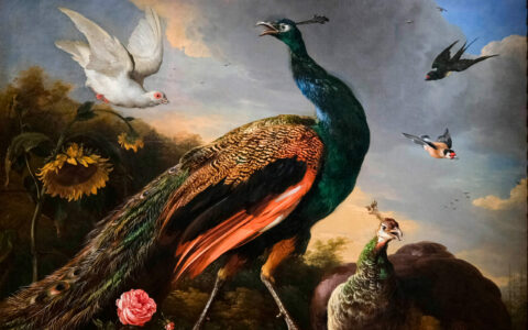 Peacocks, Male and Female, by Melchior de Hondecoeter, in 1681