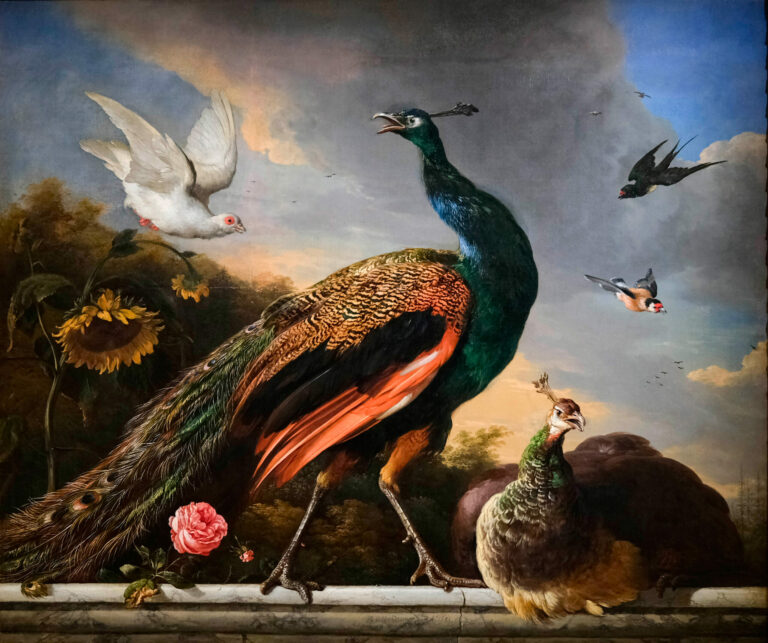 Peacocks, Male and Female, by Melchior de Hondecoeter, in 1681